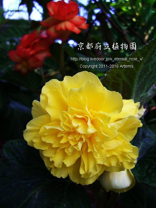 1 京都府立植物園 (67)