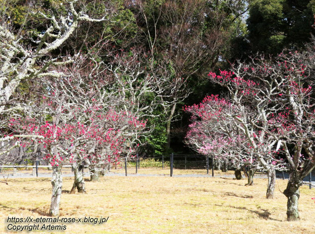 23.3.2.3 長岡公園 梅園 (13)