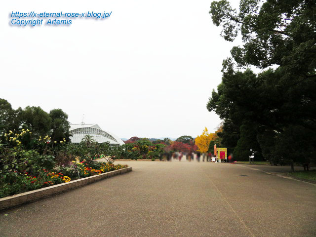 19.11.241 京都府立植物園  (111)