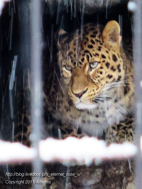 18.11.22.15 旭山動物園  (16)