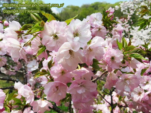 20.4.8 宗堂桜 (29)