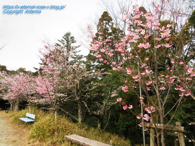 22.3.30.5 長岡公園  (23)