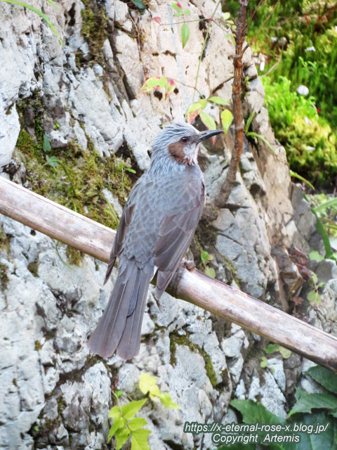 22.4.7 sonoka そばの実スイーツ  (64)
