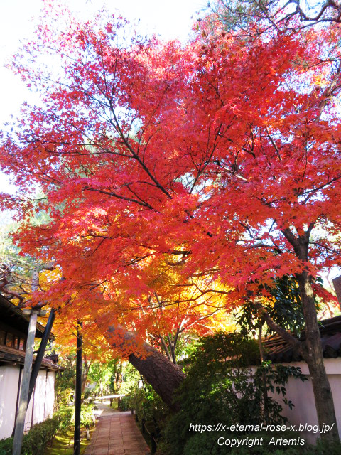 19.11.23.7 妙心寺 退蔵院  (17)