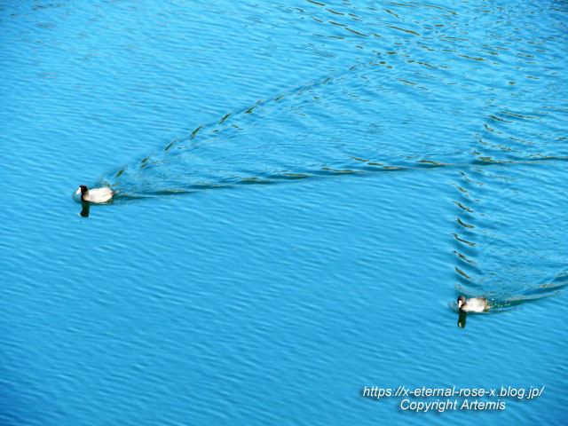 23.1.1.1 岡山城  (6)