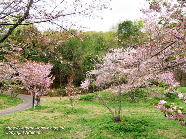 23.4.5 宗堂桜 (44)