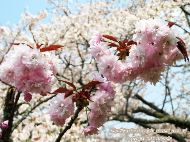20.4.8 宗堂桜 (34)