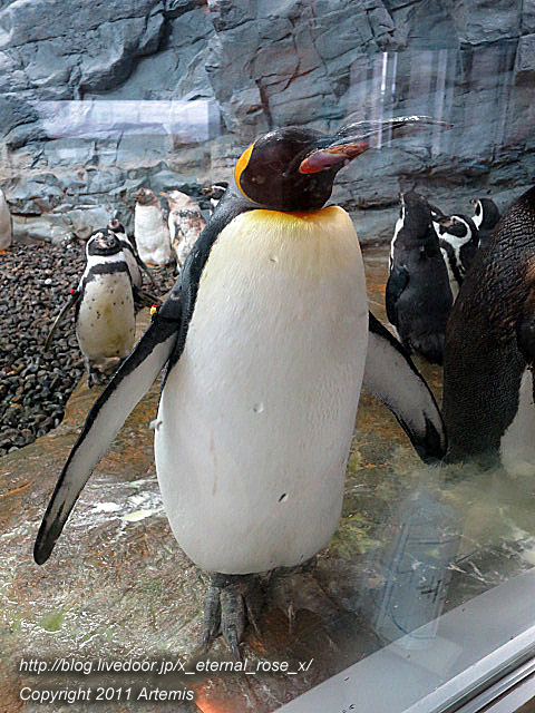 ペンギン スネアーズペンギン 53 | HANSA