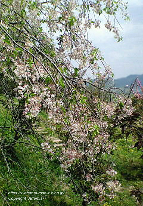 11.4.27 宗堂桜  (11)