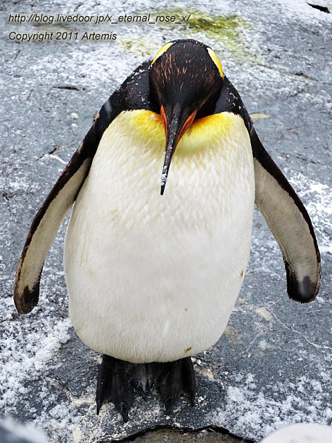 18.11.22.18 旭山動物園  (35)