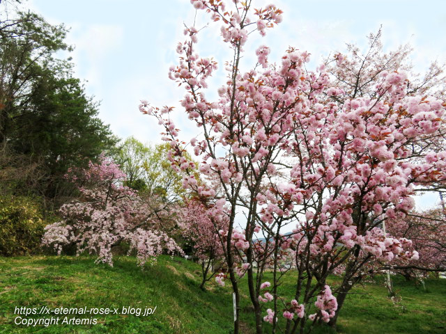 23.4.5 宗堂桜 (66)