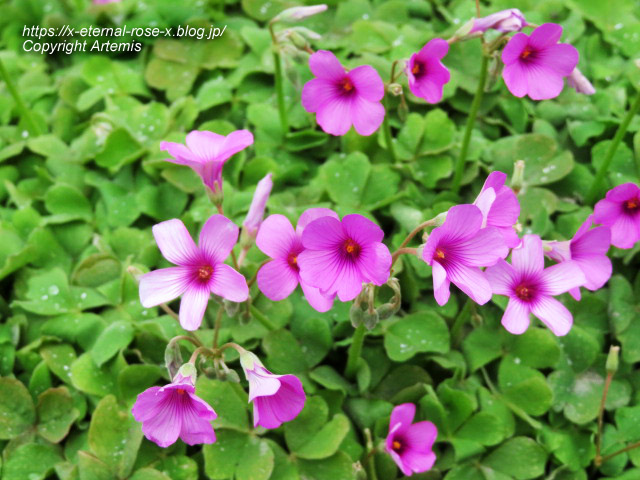 23.4.5 宗堂桜  (207)