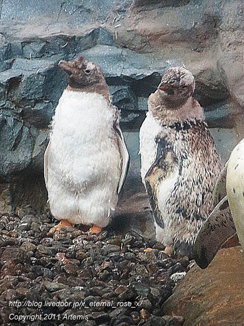 18.11.22.18 旭山動物園  (24)