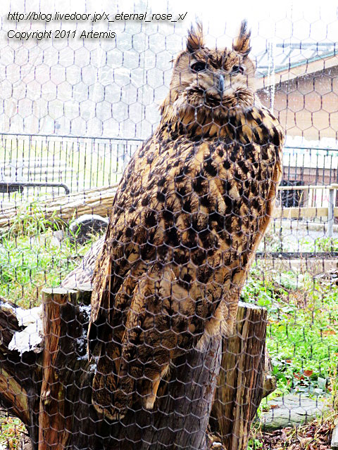 18.11.22.10 旭山動物園  (12)