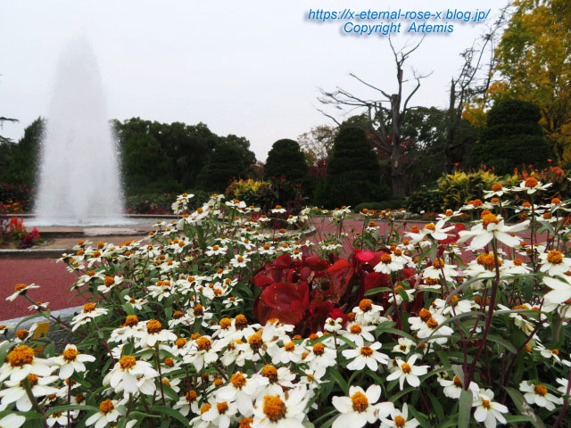 19.11.241 京都府立植物園 (153)