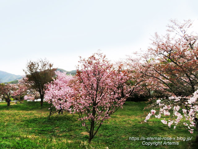 23.4.5 宗堂桜 (99)