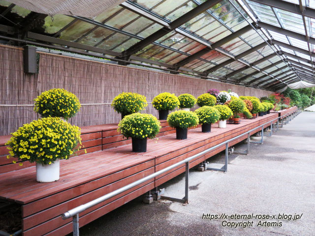 19.11.241 京都府立植物園 (189)