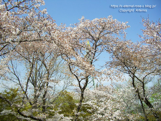 11.4.14.1 半田山植物園  (73)