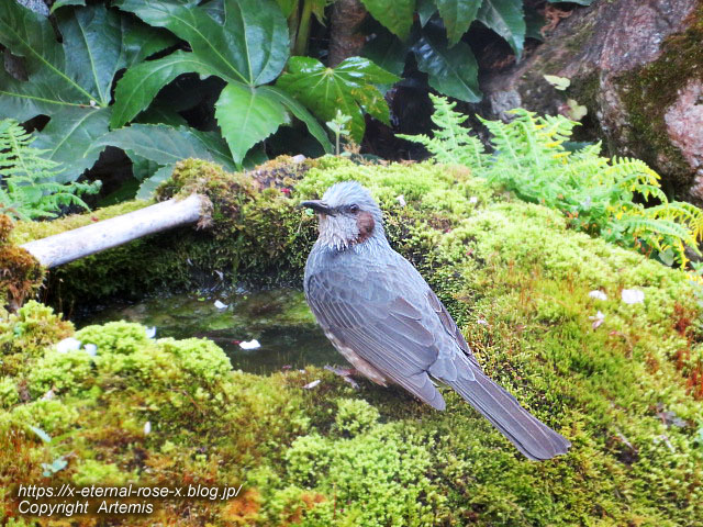 22.4.7 sonoka そばの実スイーツ  (58)