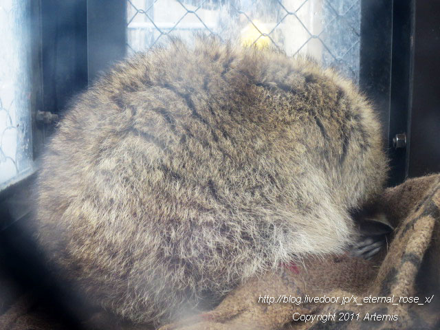 18.11.22.11 旭山動物園  (20)