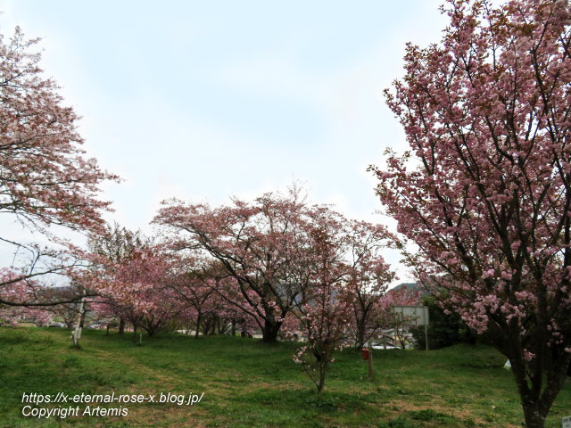 23.4.5 宗堂桜 (51)