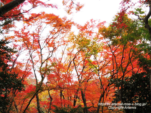 19.11.27 高雄 神護寺  (136)