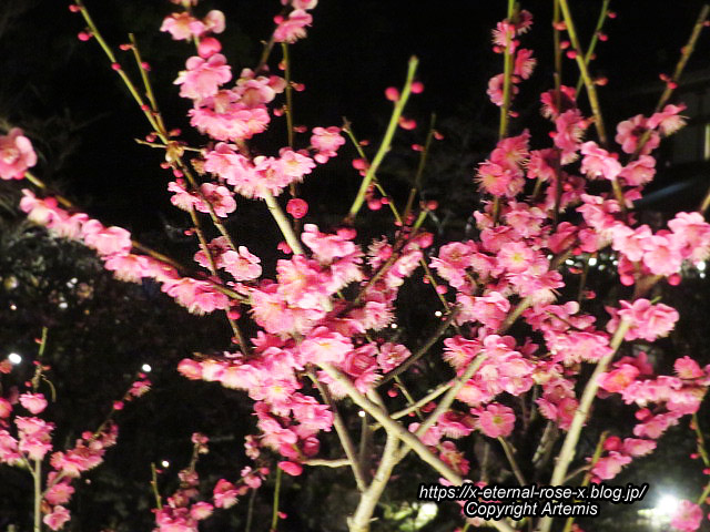23.3.3. 北野天満宮   (83)