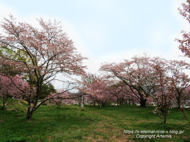 23.4.5 宗堂桜 (52)