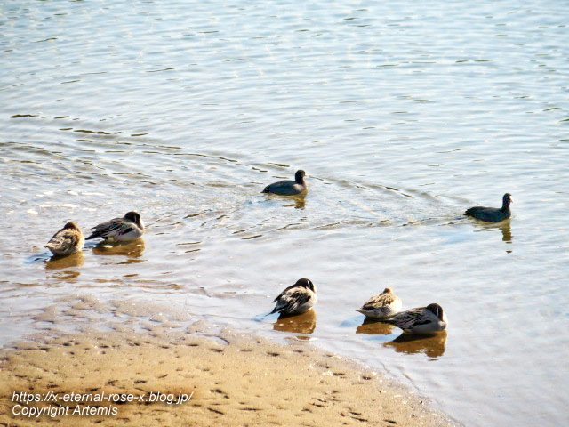 23.1.1.1 岡山城  (4)