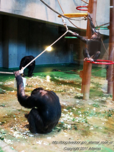 18.11.22.12 旭山動物園  (3)
