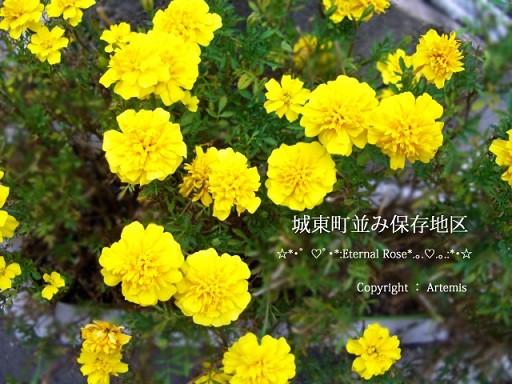 イメージ 10