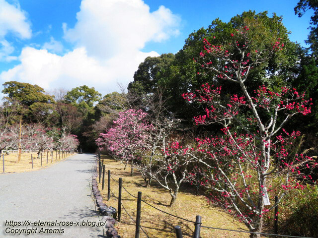 23.3.2.3 長岡公園　梅園  (14)
