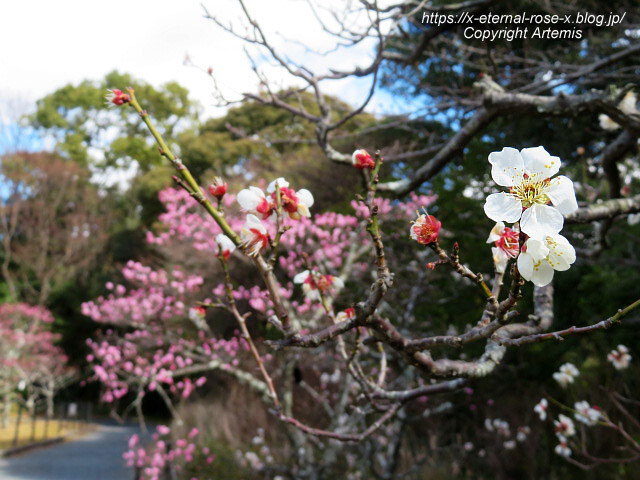 23.3.2.3 長岡公園 梅園 (26)