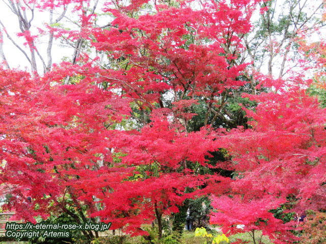 19.11.241 京都府立植物園 (69)