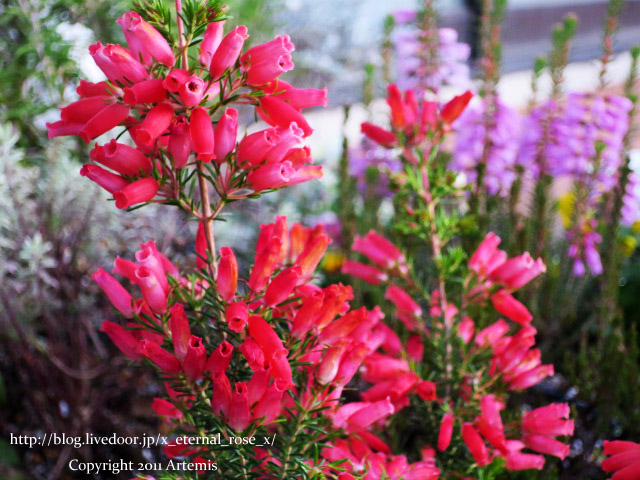 18.11.21 岡山空港 (27)