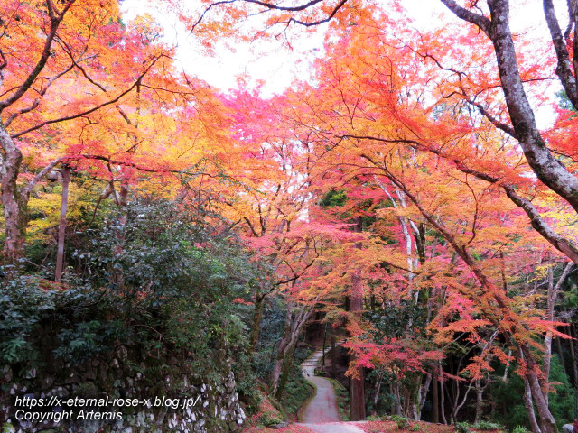 19.11.27 高雄 神護寺  (143)