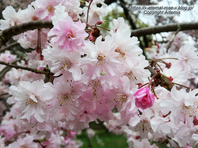 23.4.5 宗堂桜 (92)
