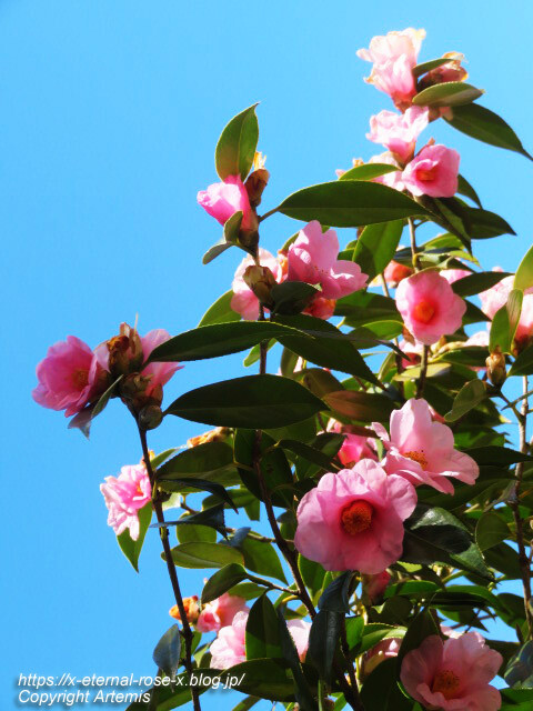 23.3.2.3 長岡公園 梅園 (5)