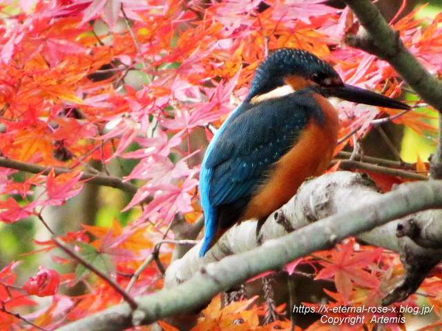 19.11.241 京都府立植物園 (40)