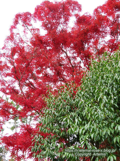 19.11.241 京都府立植物園 (64)