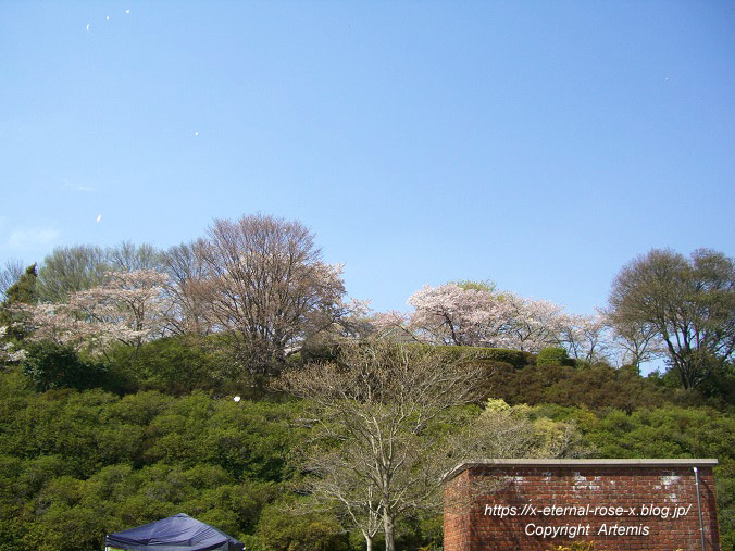 11.4.14.1 半田山植物園  (111)