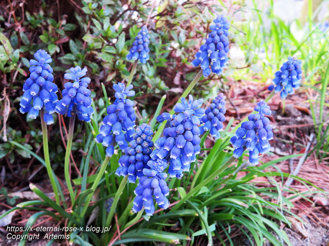 22.3.30.7 八条ケ池 長岡天満宮  (39)