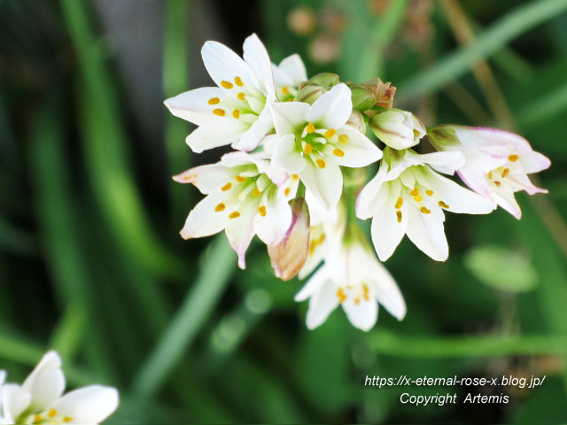 18.5.5.1 てれやカフェ  (100)