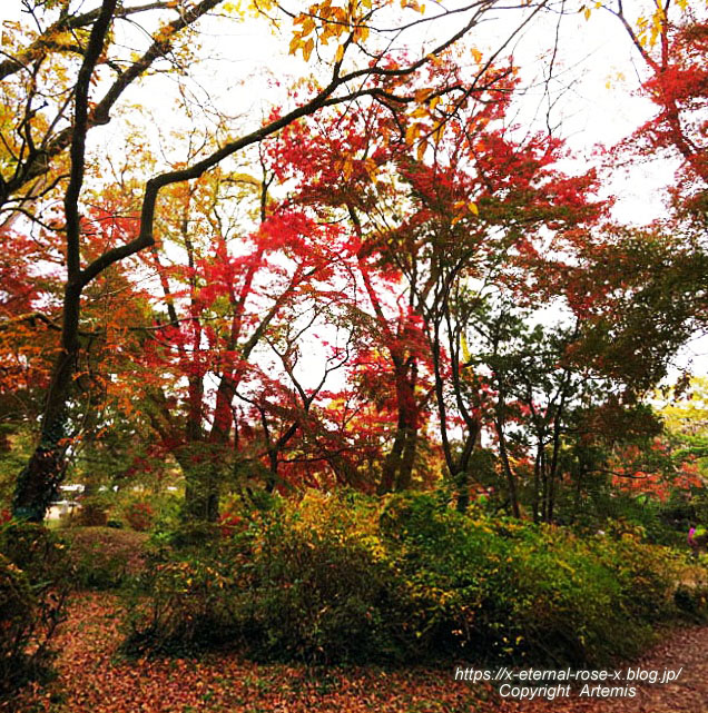 19.11.241 京都府立植物園 (171)