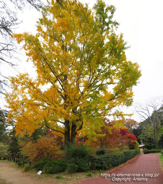 19.11.241 京都府立植物園 (159)