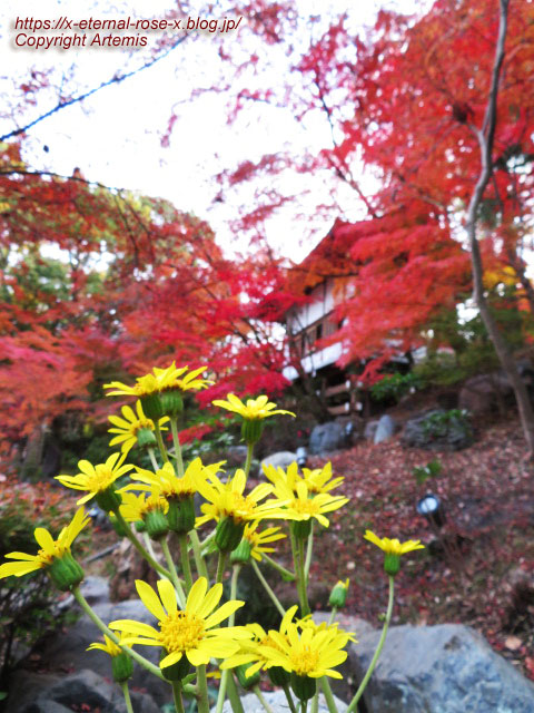 19.11.26.4 長岡天神 (39)