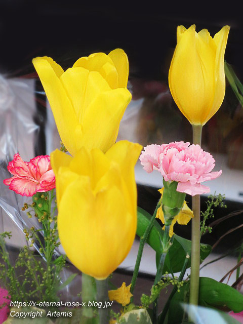 18.1.16ヤキガシミニョン (116)