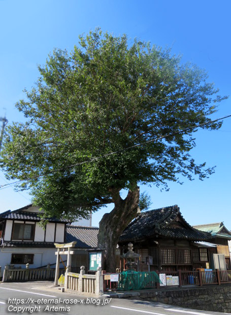 19.9.26.1 榎本神社 (6)