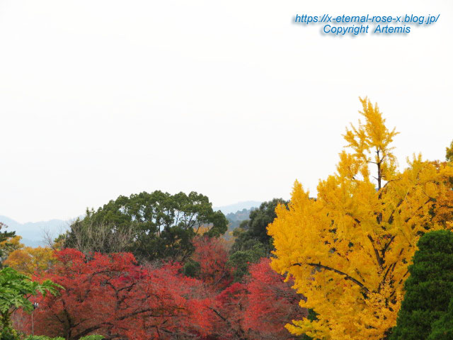 19.11.241 京都府立植物園  (109)