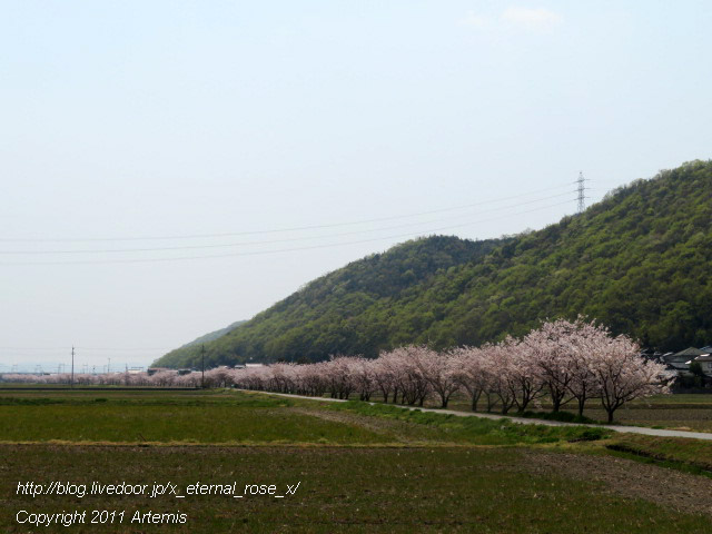 20.4.8.3 瀬戸町大内 桜  (1)